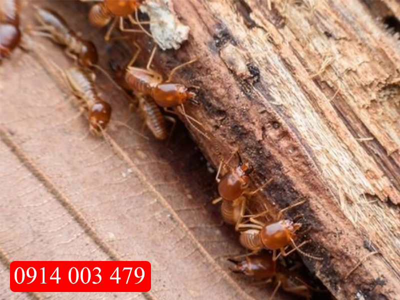 Thuốc diệt mối sinh học Quảng Ninh